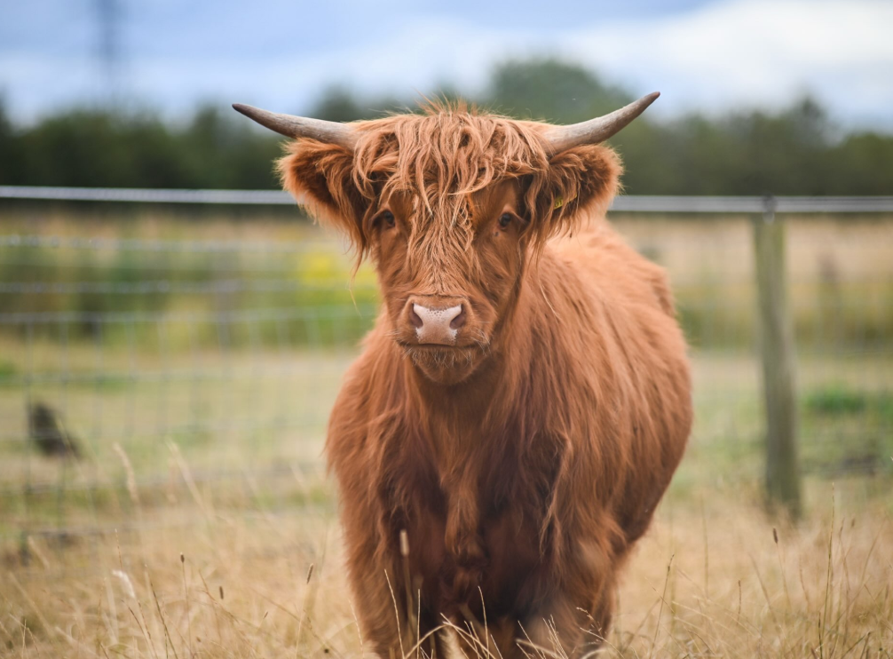 Highland cow photographed on location by Dan Hill