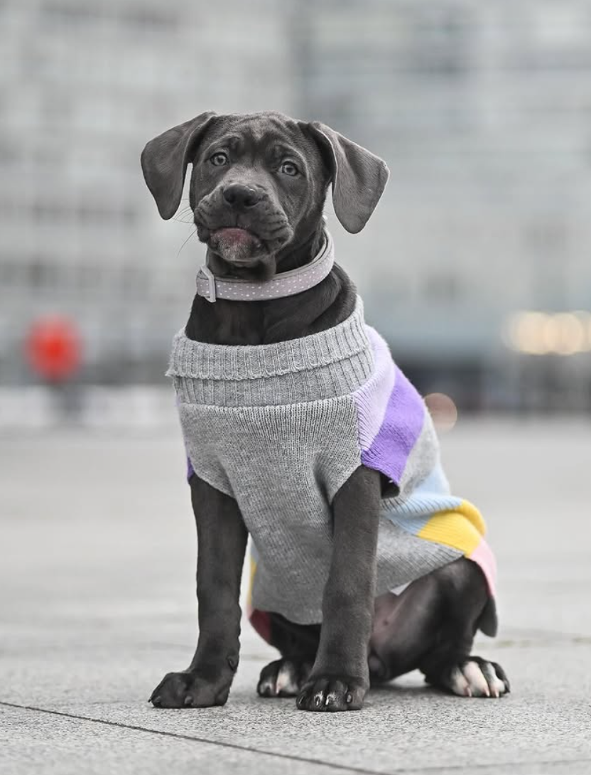 Grey puppy in a knitted sweater sitting on a city pavement